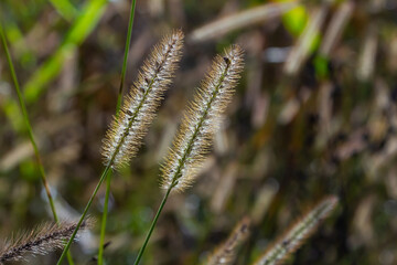 Setaria pumila in autumn in a wild field
