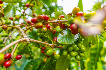 Organic Colombian coffee with farmers picking on the farm. harvesting robusta and arabica coffee berries by farmers hands, worker harvests arabica coffee berries on its branch, harvest concept.