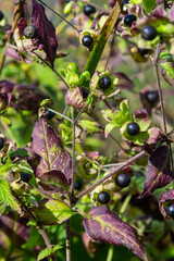 Cucubalus baccifer, Silene baccifera. Wild plant shot in summer