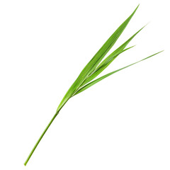 Naklejka premium Green Grass Blade Background Hd Im isolated on a transparent background