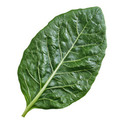 Obraz premium Green Lettuce Leaf Background Hd isolated on a transparent background