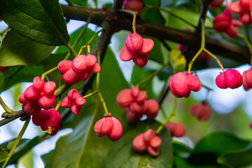 European Spindle Euonymus europaea in park. Red Cascade An autumnal close up image of the deciduous shrub euonymus europaeus