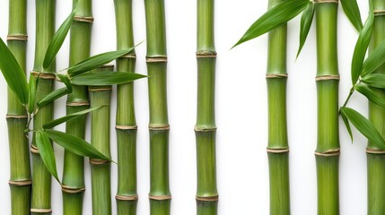 Verdant bamboo stalks arranged against a pristine white backdrop, a natural composition