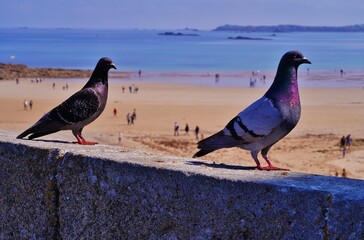 Saint-Malo The pigeons - Saint-Malo les pigeons