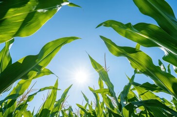 Sunlight Glimmering Through Lush Green Corn Leaves Against a Clear Blue Sky on a Beautiful Summer Day in Agricultural Landscape