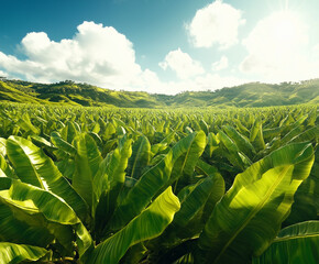 Banana Plantation Landscape