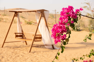 Bright pink bougainvillea flowers bloom vibrantly near a wooden swing set in a serene desert...