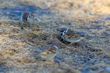flock of sparrows in autumn