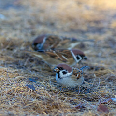 sparrows on yellow fallen needles