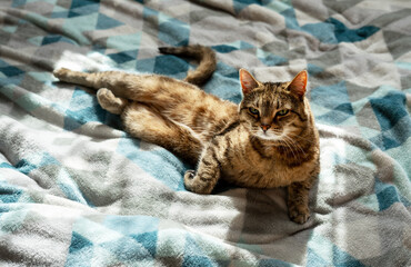 beige tabby cat lounging comfortably on a blue and gray blanket, partially sitting up and gazing at...