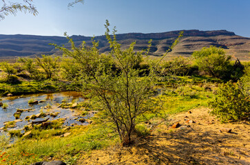 Small acacia thorn tree next to the Biedouw River with mountains in the background in the northern Cederberg in the Western Cape South Africa