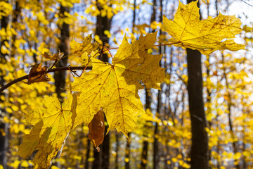 Autumn yellow maple leaf among green foliage. Early Autumn