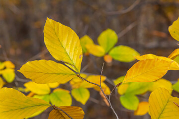 Autumn coloured beech leaves on a grey background in a forest. Autumn nature