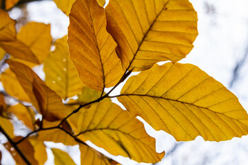 Obraz premium Autumn coloured beech leaves on a grey background in a forest. Autumn nature