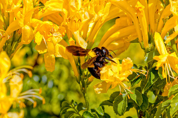 Side view of large black and yellow Banded Carpenter Bee in the Little Karoo, Western Cape South...