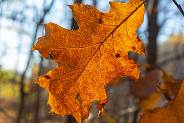 Oak leaves turning colors still on the branches of the tree being backlit by the bright sunlight of...