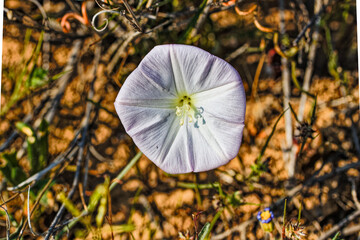 Small Cape Bindweed wildflower in the veld with delicate stamen in the mountains above the Biedouw Valley in the northern Cederberg, South Africa
