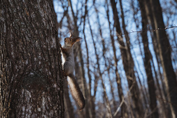 Obraz premium A lively squirrel is skillfully climbing up a tall tree in the serene woods, showcasing its agility and energy as it navigates through the branches and twigs of the majestic trees