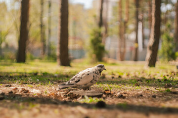 Minimalist Indian Pigeon on Grass Field Photography