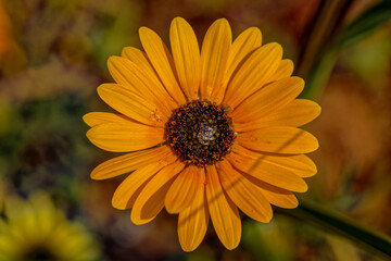 Lush Yellow Namaqua Daisy wildflower with dark center growing in barren veld in the mountains above the Biedouw Valley in the northern Cederberg, South Africa