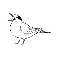 Aleutian Tern. Vector outline icon.