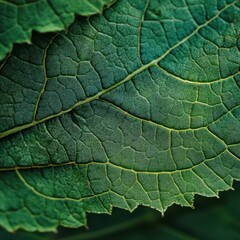 Obraz premium Close Up of Dark Green Leaf with Glistening Texture and Visible Veins
