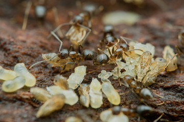 Caribbean crazy ants colony and larva on the rotten wood