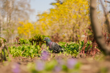 Minimalist Indian Pigeon on Grass Field Photography