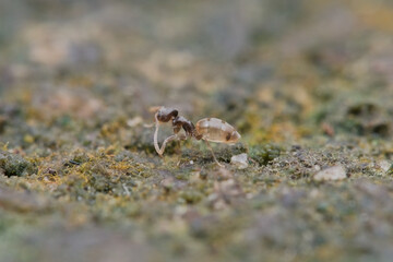 The shoulder ant on the sandy ground