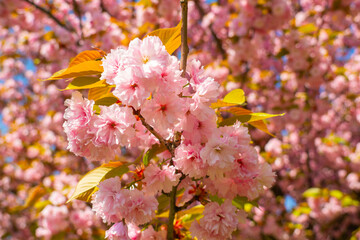 Delicate cherry blossoms sway gently in the warm spring breeze under a clear blue sky
