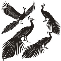 Naklejka premium Four peacocks isolated on white background decorative elegant design elements