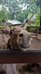 close up photo of a brown donkey