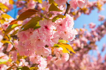 Cherry blossoms bloom vibrantly under clear skies in a spring celebration of natures beauty