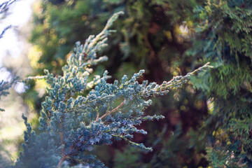 White Kolkwitzia amabilis, Beauty Bush in flower.