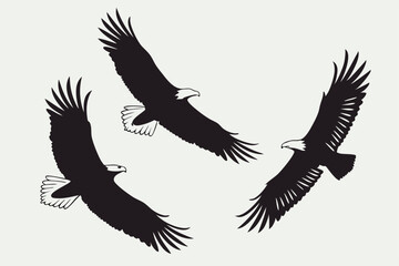 Obraz premium Three flying american bald eagles silhouette in flight graceful majestic vector design