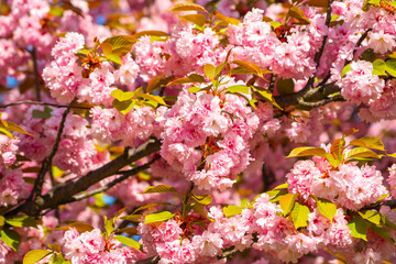 Naklejka premium Experience the beauty of cherry blossoms in full bloom during a sunny spring day at a local park surrounded by nature