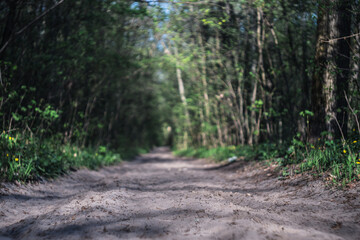 Forest path near Hollandsche Rading on a sunny morning