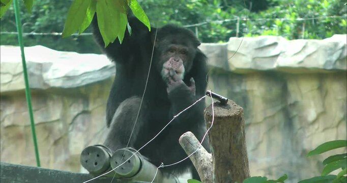 A chimpanzee sitting and thinking