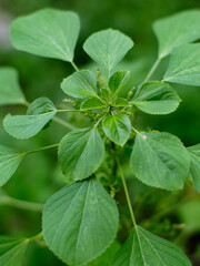 Acalypha indica of Indian acalypha also know as Indian Mercury or Indian Nettle. It is known for its medicinal use and the attraction of its root to domestic cats similar properties to catnip.