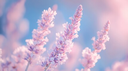 Obraz premium Lavender field sunset serenity, pastel background