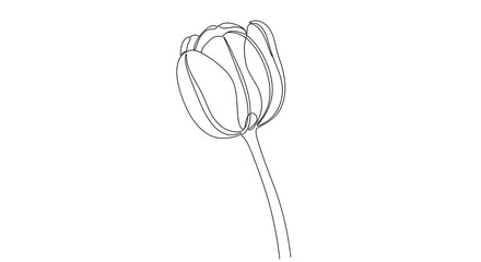Minimalist Tulip Line Art on White Background for Modern Design