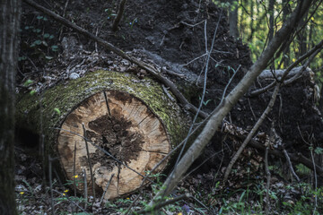 An old tree stump in the forest with moss