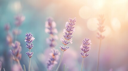 Obraz premium Sunset Lavender Field, Provence, France