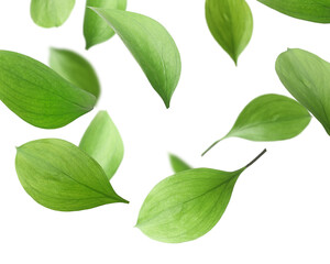 Fototapeta premium Many fresh green leaves flying on white background