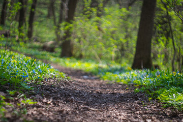Forest path near Hollandsche Rading on a sunny morning