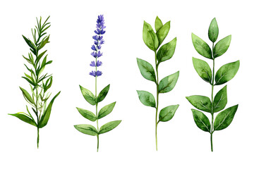 Fototapeta premium Watercolor wildflowers and leaves illustration set isolated on white