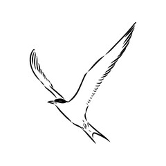 Aleutian Tern. Vector outline icon.