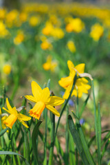 Obraz premium blossom yellow daffodils in the park at spring