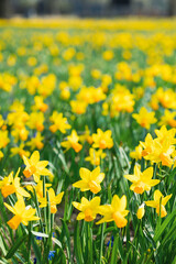 Fototapeta premium blossom yellow daffodils in the park at spring