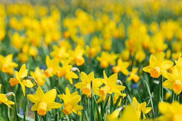 blossom yellow daffodils in the park at spring